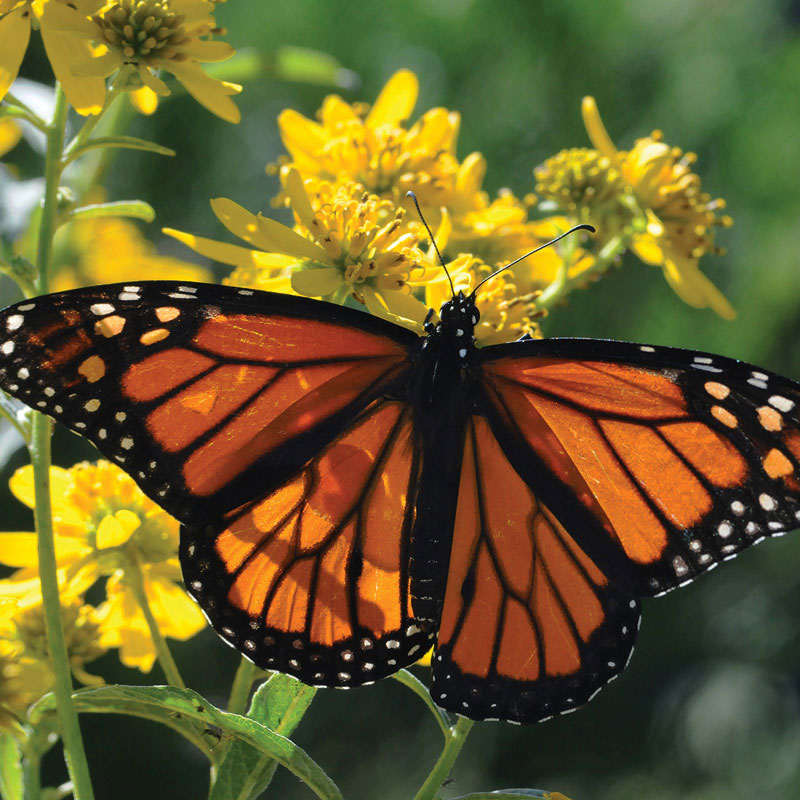 A monarch butterfly rests on a yellow flower.