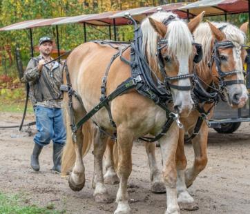 The Draft Horse Experience Forest History Center