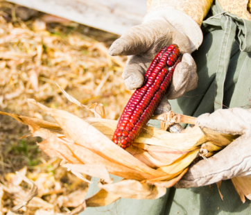 Harvest